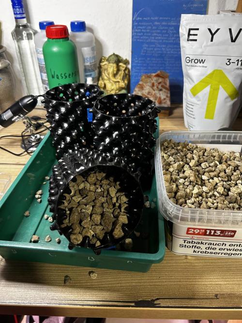 Positronics Seeds Testgrow (Eyva-Run). Week 0