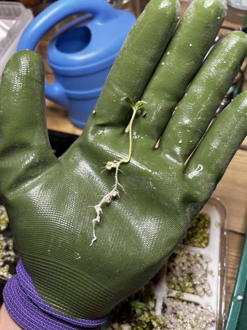 Positronics Seeds Testgrow (Eyva-Run). Week 0