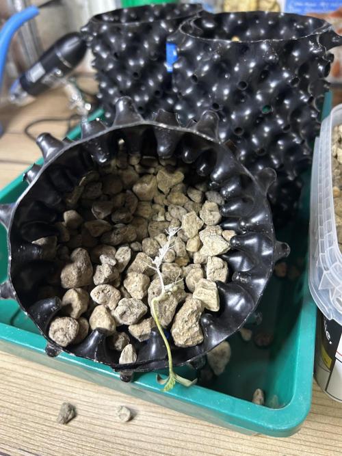 Positronics Seeds Testgrow (Eyva-Run). Week 0