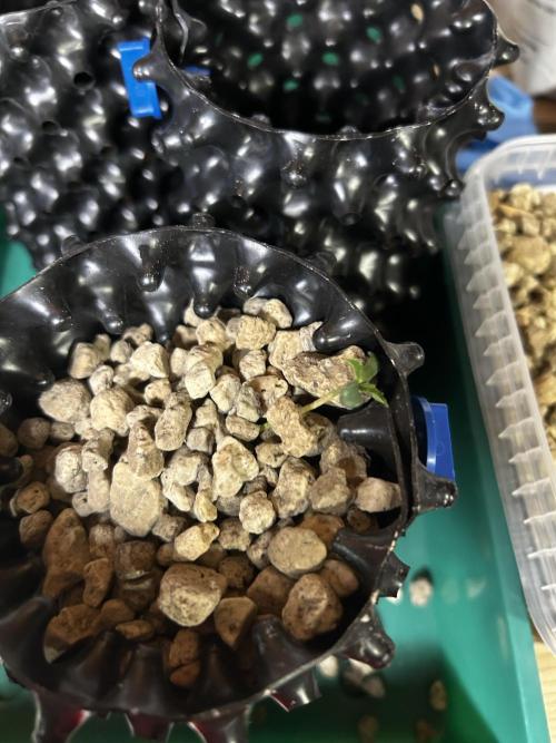 Positronics Seeds Testgrow (Eyva-Run). Week 0