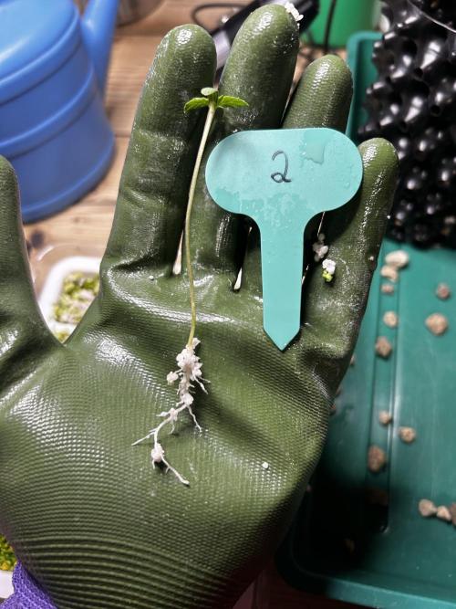 Positronics Seeds Testgrow (Eyva-Run). Week 0