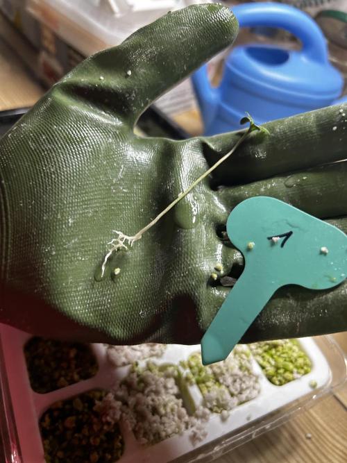 Positronics Seeds Testgrow (Eyva-Run). Week 0