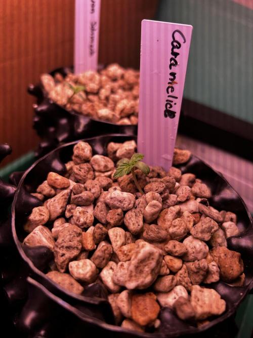 Positronics Seeds Testgrow (Eyva-Run). Week 0