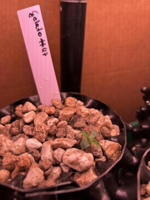 Positronics Seeds Testgrow (Eyva-Run). Week 0