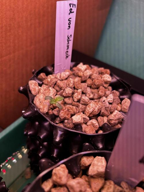 Positronics Seeds Testgrow (Eyva-Run). Week 0