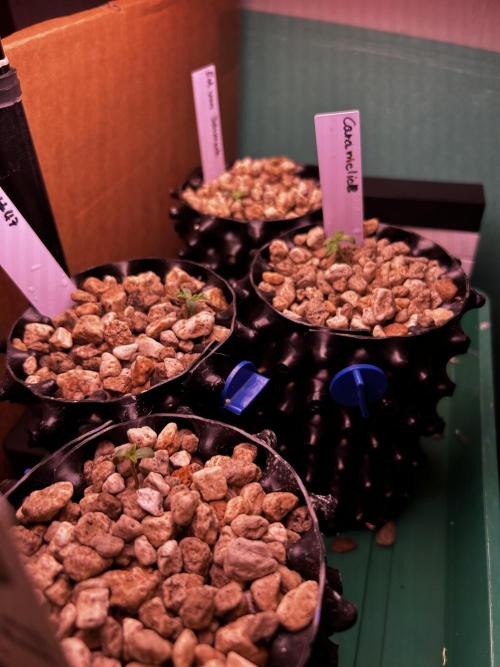 Positronics Seeds Testgrow (Eyva-Run). Week 0