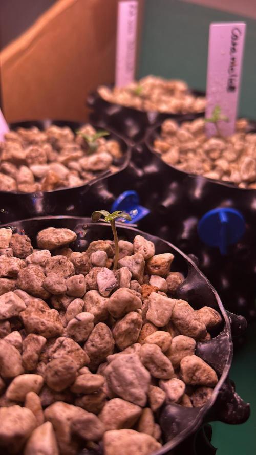 Positronics Seeds Testgrow (Eyva-Run). Week 0