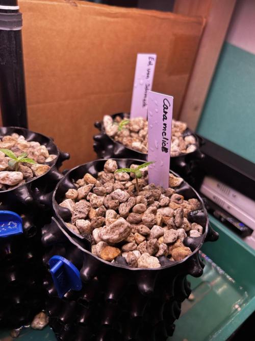 Positronics Seeds Testgrow (Eyva-Run). Week 0