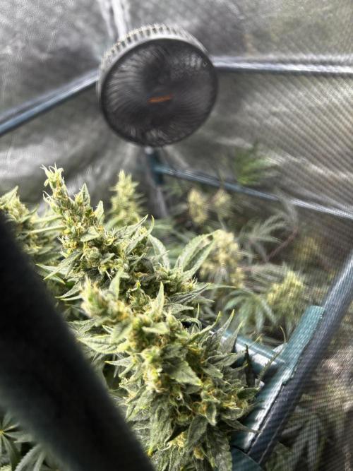 EYVA & Sweet Seeds Sponsorgrow. Week 12