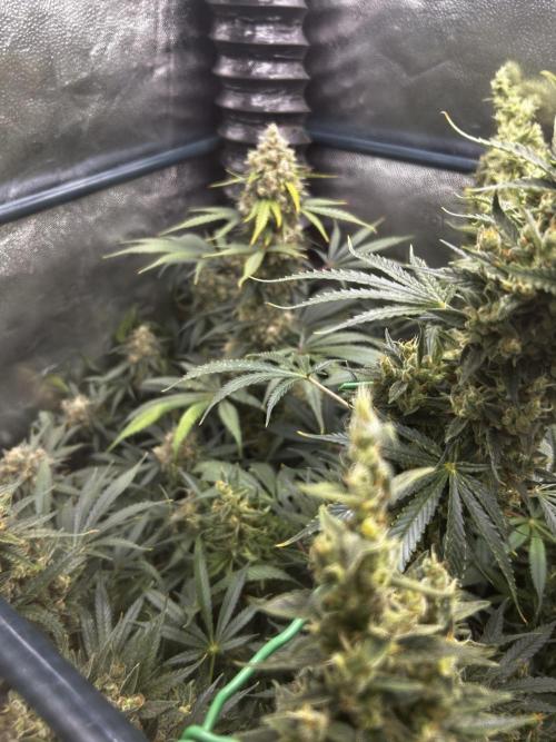 EYVA & Sweet Seeds Sponsorgrow. Week 12 - It’s behind Cindy99 😅