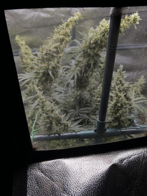 EYVA & Sweet Seeds Sponsorgrow. Week 12