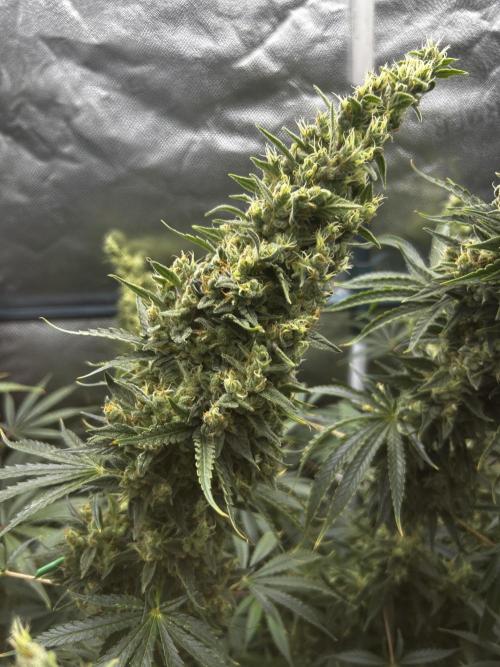 EYVA & Sweet Seeds Sponsorgrow. Week 12