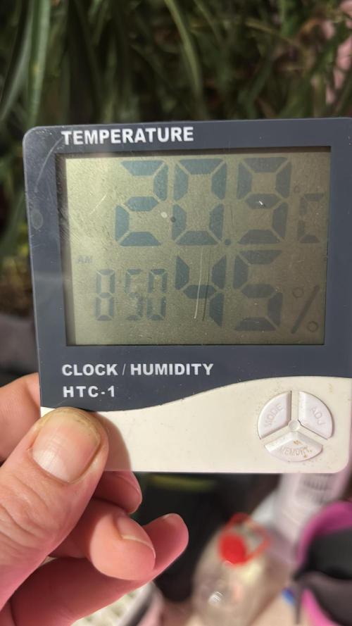 EYVA & Sweet Seeds Sponsorgrow. Week 12