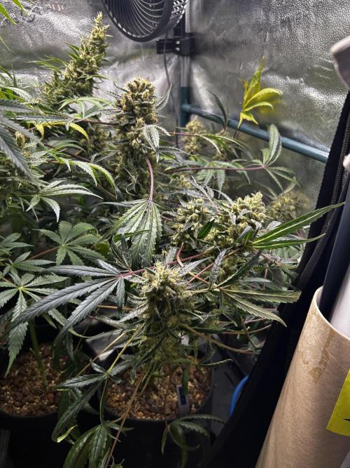 EYVA & Sweet Seeds Sponsorgrow. Week 14