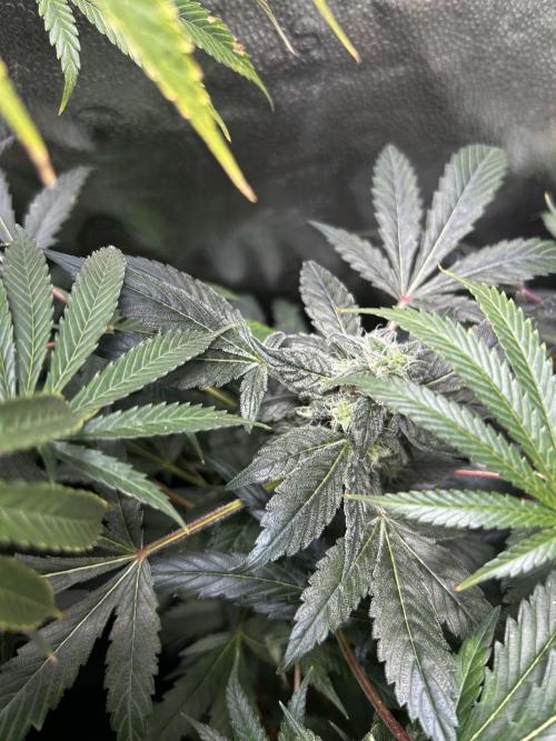 EYVA & Sweet Seeds Sponsorgrow. Week 14