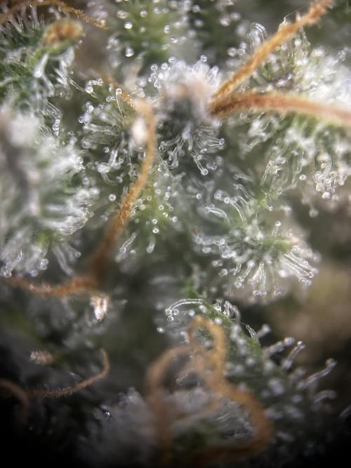 EYVA & Sweet Seeds Sponsorgrow. Week 14