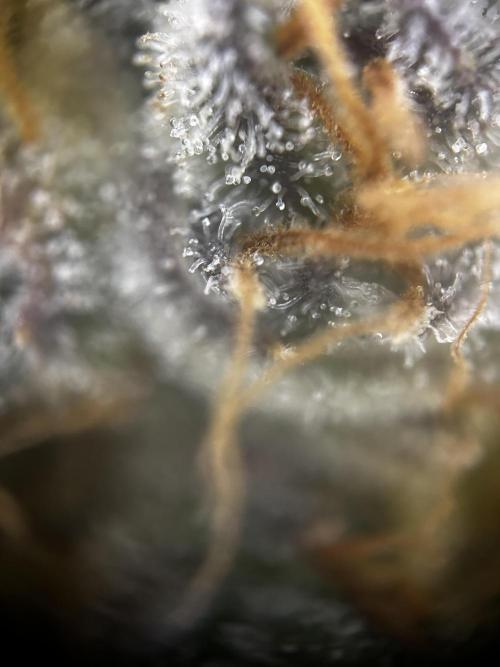 EYVA & Sweet Seeds Sponsorgrow. Week 14