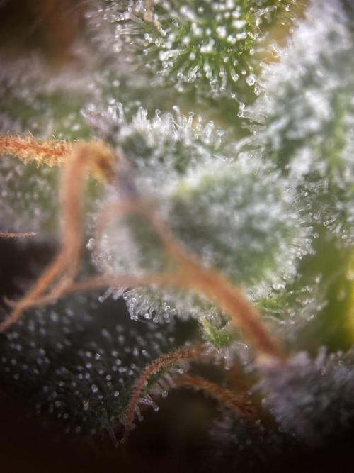 EYVA & Sweet Seeds Sponsorgrow. Week 14