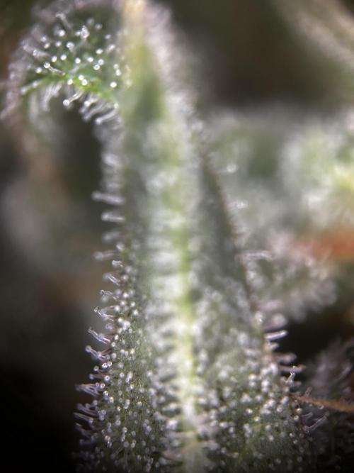 EYVA & Sweet Seeds Sponsorgrow. Week 14