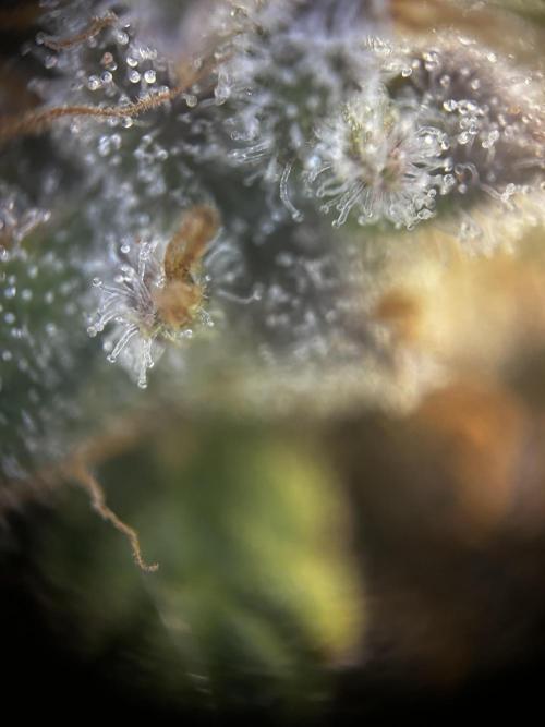 EYVA & Sweet Seeds Sponsorgrow. Week 14