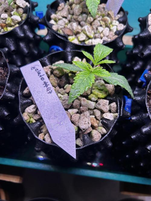 Positronics Seeds Testgrow (Eyva-Run). Week 1