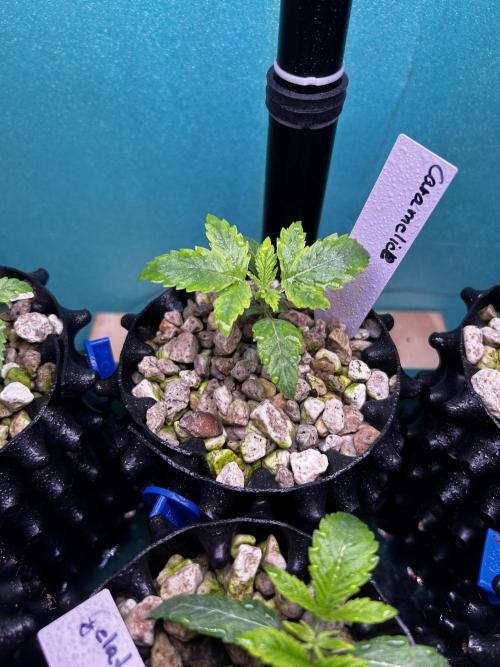 Positronics Seeds Testgrow (Eyva-Run). Week 1