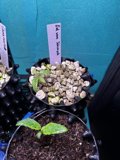 Positronics Seeds Testgrow (Eyva-Run). Week 1