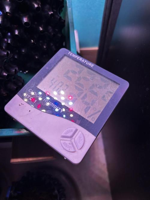 Positronics Seeds Testgrow (Eyva-Run). Week 1