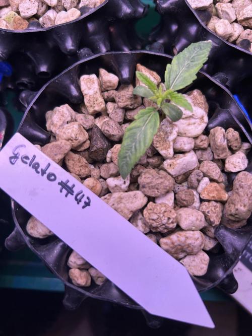 Positronics Seeds Testgrow (Eyva-Run). Week 1