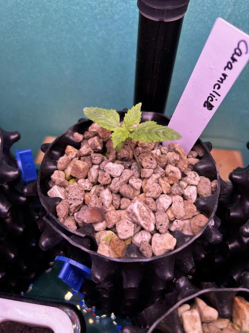 Positronics Seeds Testgrow (Eyva-Run). Week 1