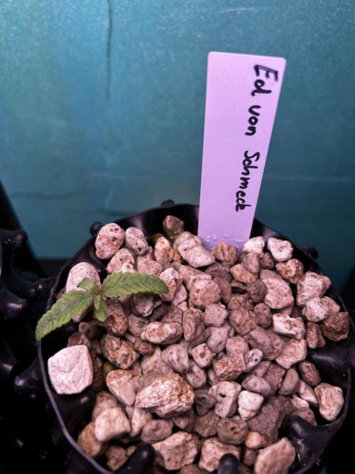 Positronics Seeds Testgrow (Eyva-Run). Week 1