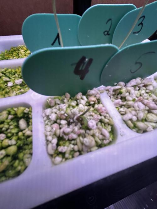 GanjaFarmer SponsorGrow. Week 0