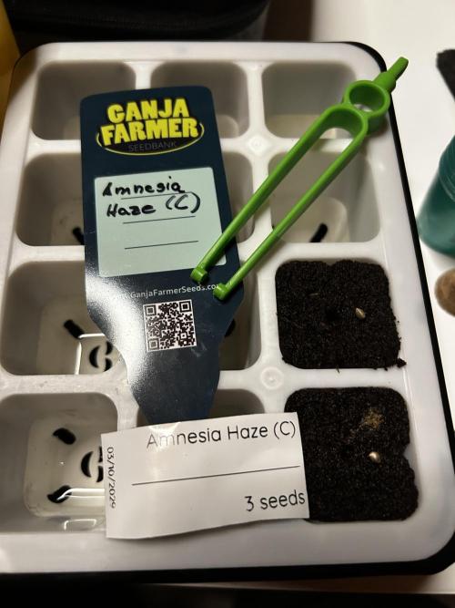 GanjaFarmer SponsorGrow. Week 0