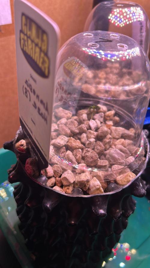 GanjaFarmer SponsorGrow. Week 0