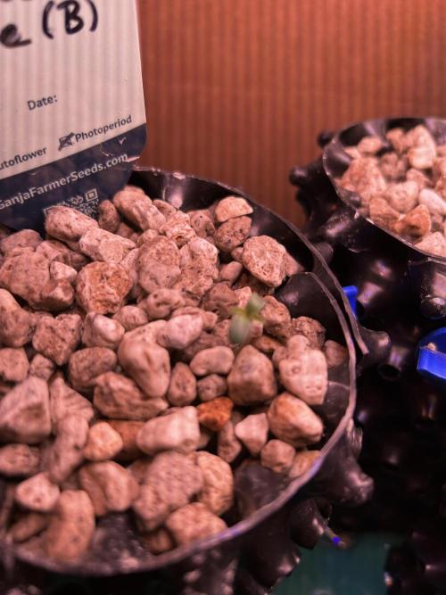 GanjaFarmer SponsorGrow. Week 0