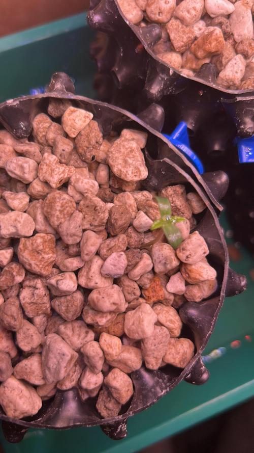 GanjaFarmer SponsorGrow. Week 0