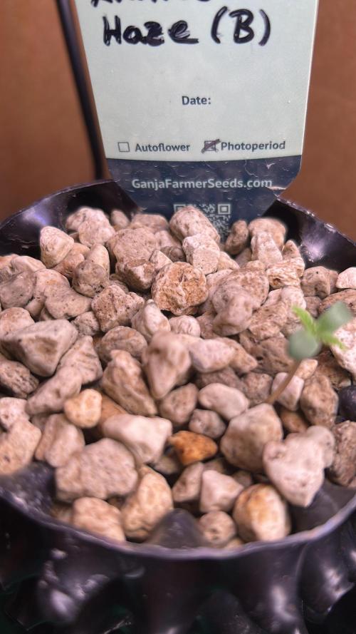 GanjaFarmer SponsorGrow. Week 0