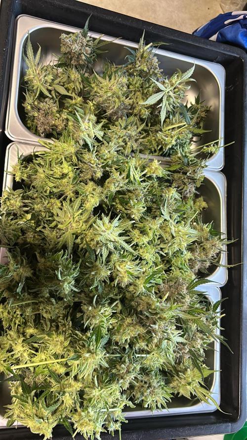 EYVA & Sweet Seeds Sponsorgrow. Week 15