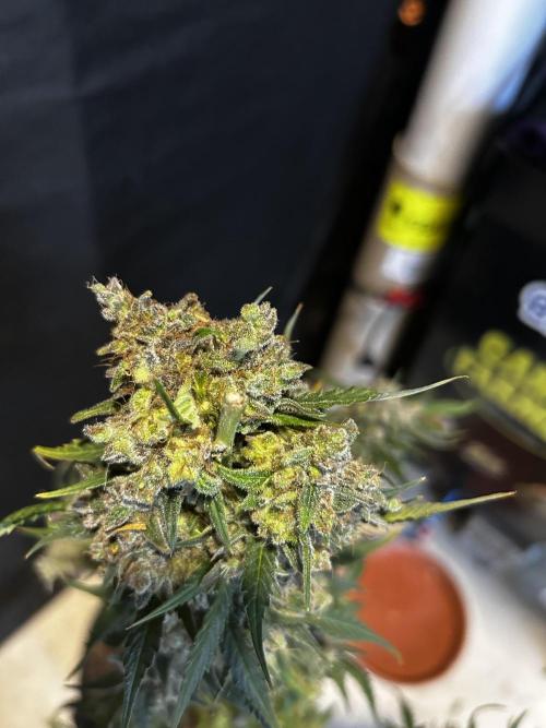 EYVA & Sweet Seeds Sponsorgrow. Week 15