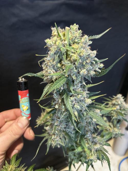 EYVA & Sweet Seeds Sponsorgrow. Week 15