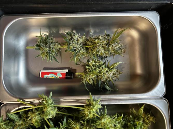 EYVA & Sweet Seeds Sponsorgrow. Week 15