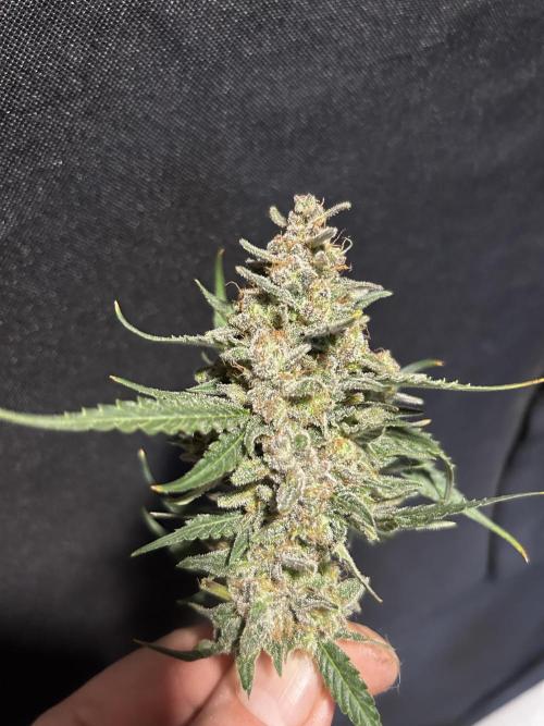 EYVA & Sweet Seeds Sponsorgrow. Week 15