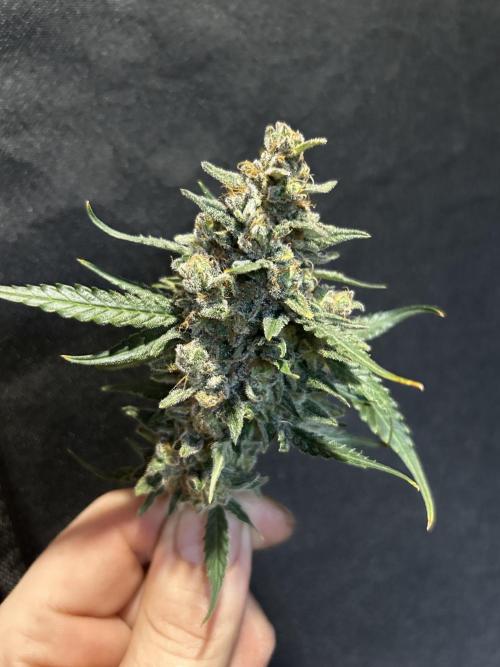 EYVA & Sweet Seeds Sponsorgrow. Week 15