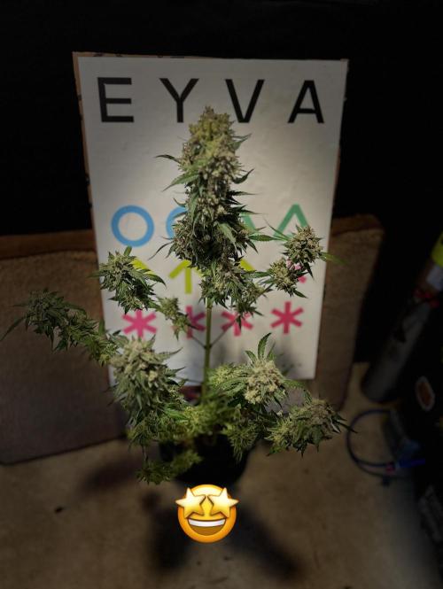 EYVA & Sweet Seeds Sponsorgrow. Week 15