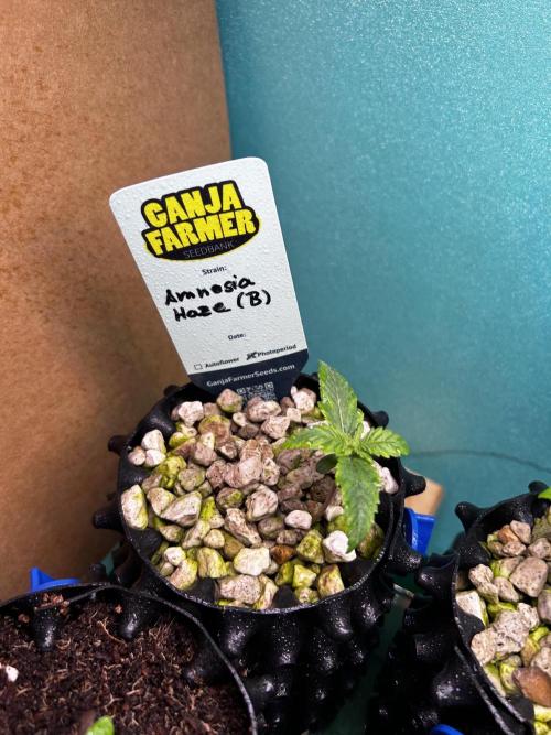 GanjaFarmer SponsorGrow. Week 1