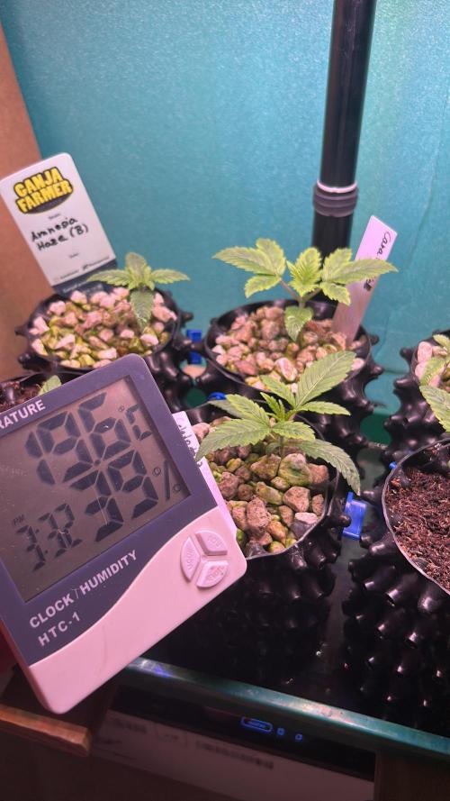 GanjaFarmer SponsorGrow. Week 1