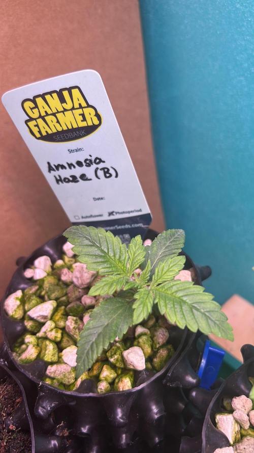 GanjaFarmer SponsorGrow. Week 1