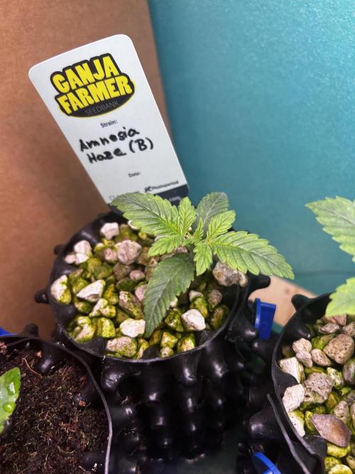 GanjaFarmer SponsorGrow. Week 1