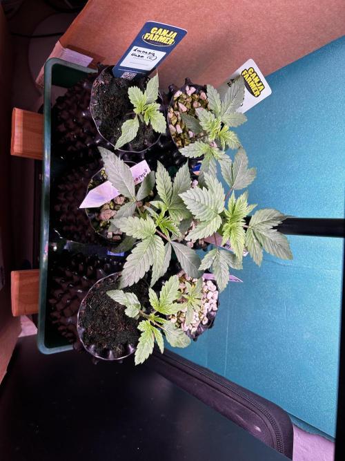 GanjaFarmer SponsorGrow. Week 2