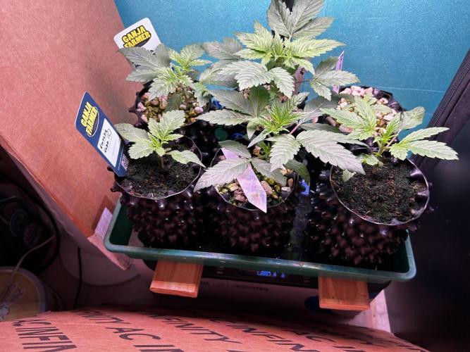 GanjaFarmer SponsorGrow. Week 2